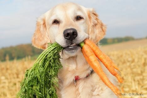 perro vegetariano