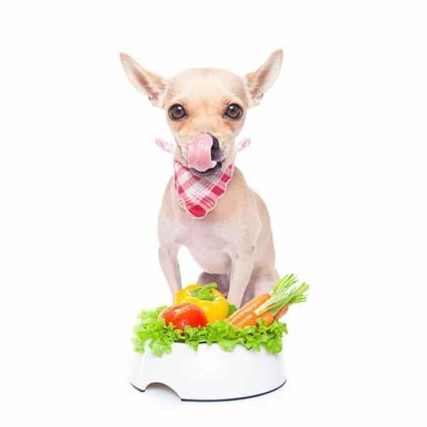 perro cachorro verduras