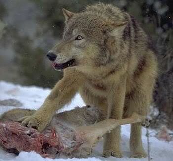 perro lobo comiendo