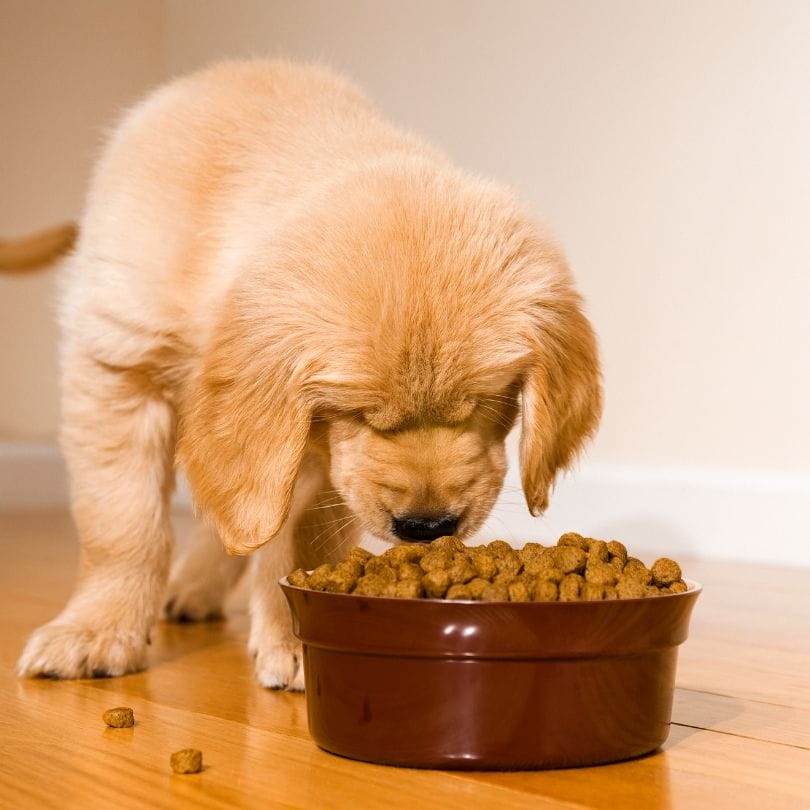 puedo alimentar a los cerdos molidos con comida para perros