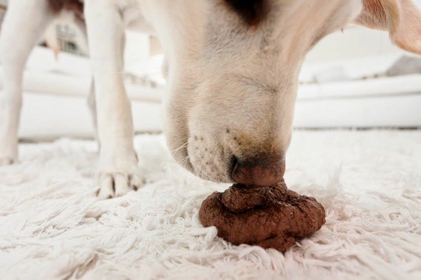 Mi perro come excrementos” Cuatro razones y su posible