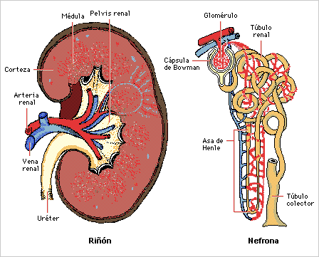 La gran mentira de la proteína y la insuficiencia renal crónica en tu perro
