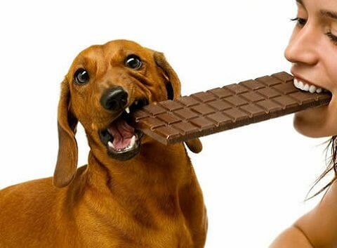 perro chocolate
