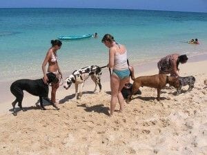 Playa para perros y cuidados mínimos. Barcelona da el ejemplo
