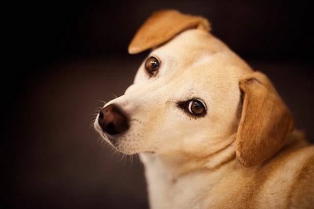 Verdades en la nutrición del perro Una confesión