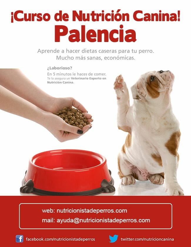 cartelcursoPALENCIAl cartelcursoPALENCIAl