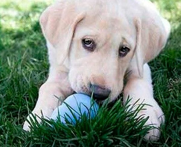 kong-puppy-600x450 kong-puppy-600x450