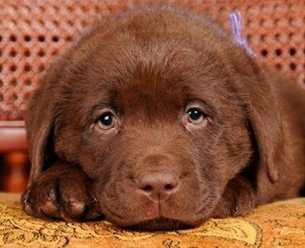 parvo-600x450 parvo-600x450