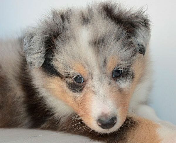 puppy-600x450-2 puppy-600x450-2
