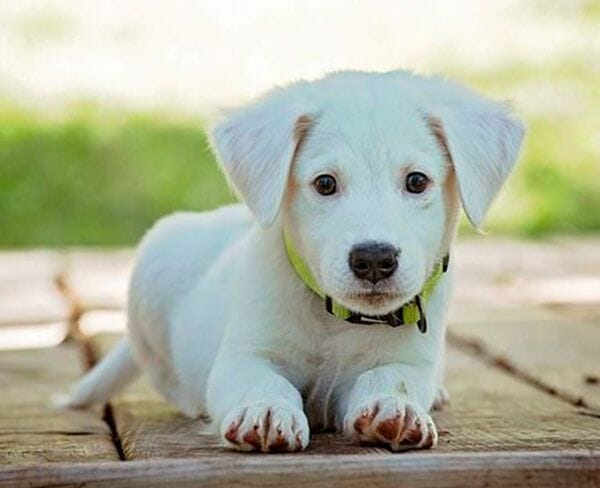 puppy-600x450 puppy-600x450