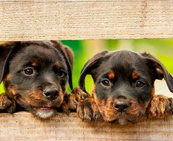 rottweilers-600x450 rottweilers-600x450