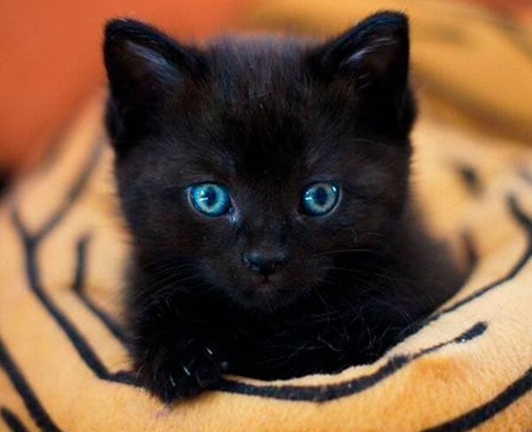 cute-gato-600x450 cute-gato-600x450