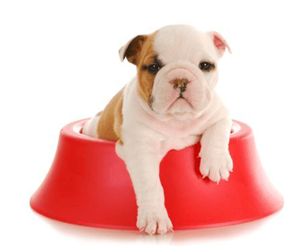 perro-alimentación-cachorro perro-alimentación-cachorro