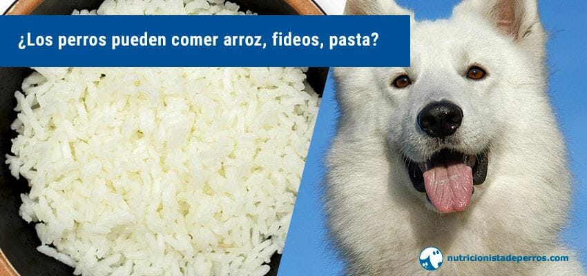 Hacia arriba Eliminar cinta Los perros pueden comer arroz, fideos, pasta?