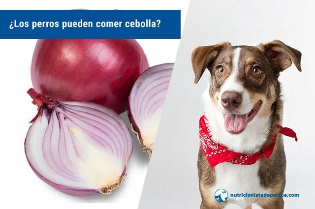 Los perros pueden comer cebolla? Tramposas verdades sobre alimentos  prohibidos para tu perro